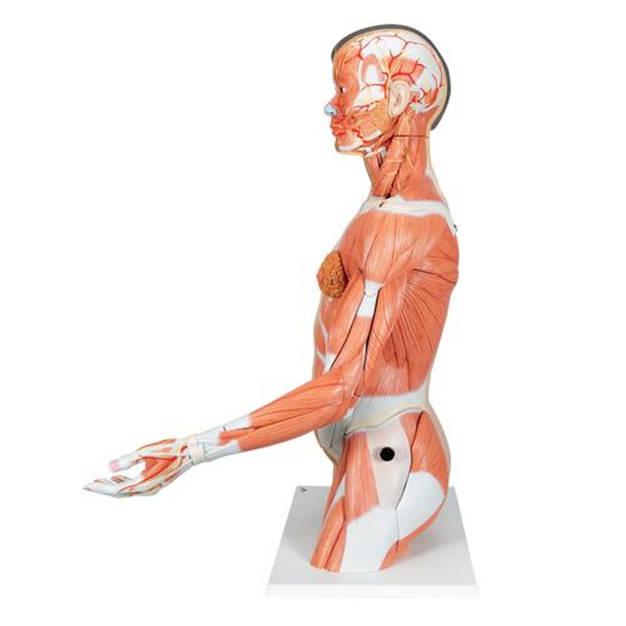 Life-Size Deluxe Human Dual-Sex Torso Anatomy Model - Asian - Left Side View