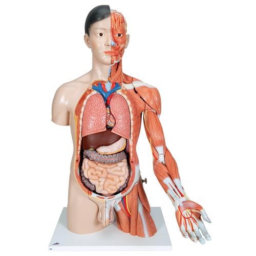 3B Scientific Life-Size Deluxe Human Dual-Sex Torso Anatomy Model