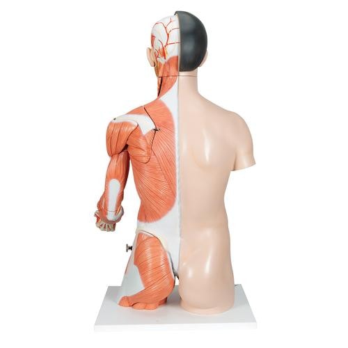 3B Scientific Life-Size Deluxe Human Dual-Sex Torso Anatomy Model