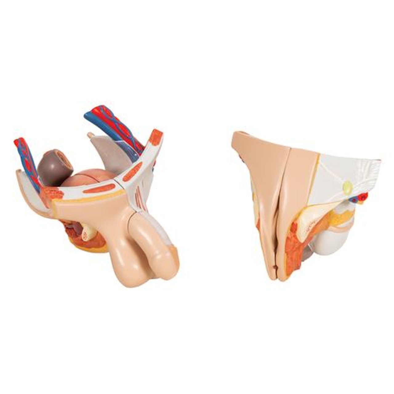 Life-Size Deluxe Human Dual-Sex Torso Anatomy Model - Asian
