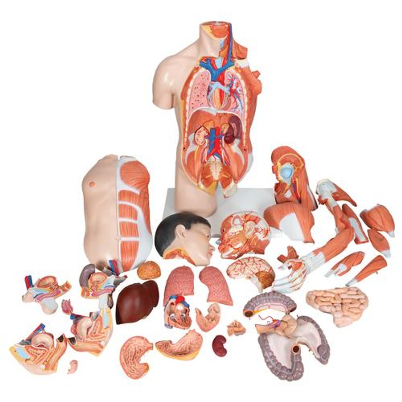 Life-Size Deluxe Human Dual-Sex Torso Anatomy Model - Asian - Parts View