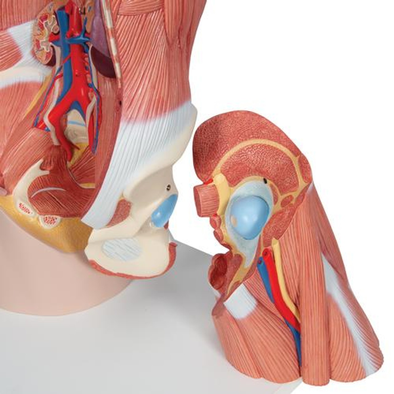 Life-Size Deluxe Human Dual-Sex Torso Anatomy Model - Asian - Detailed View