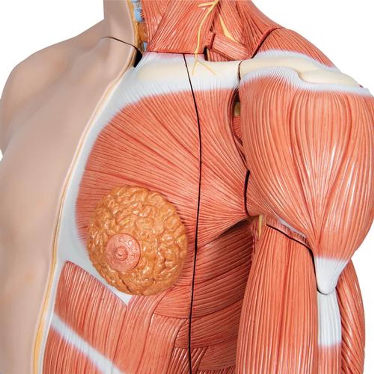 Life-Size Deluxe Human Dual-Sex Torso Anatomy Model - Asian - Detailed View