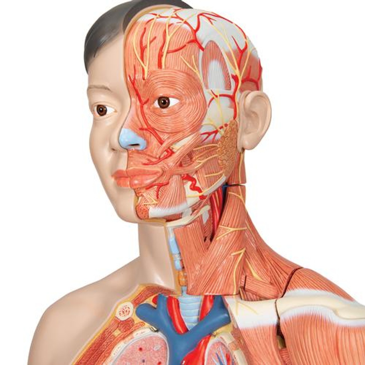 Life-Size Deluxe Human Dual-Sex Torso Anatomy Model - Asian - Detailed View
