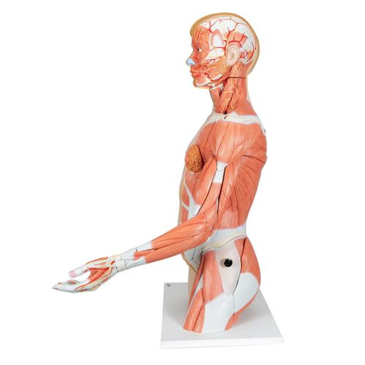 Life-Size Deluxe Human Torso Anatomy Model With Muscles - Left Side View