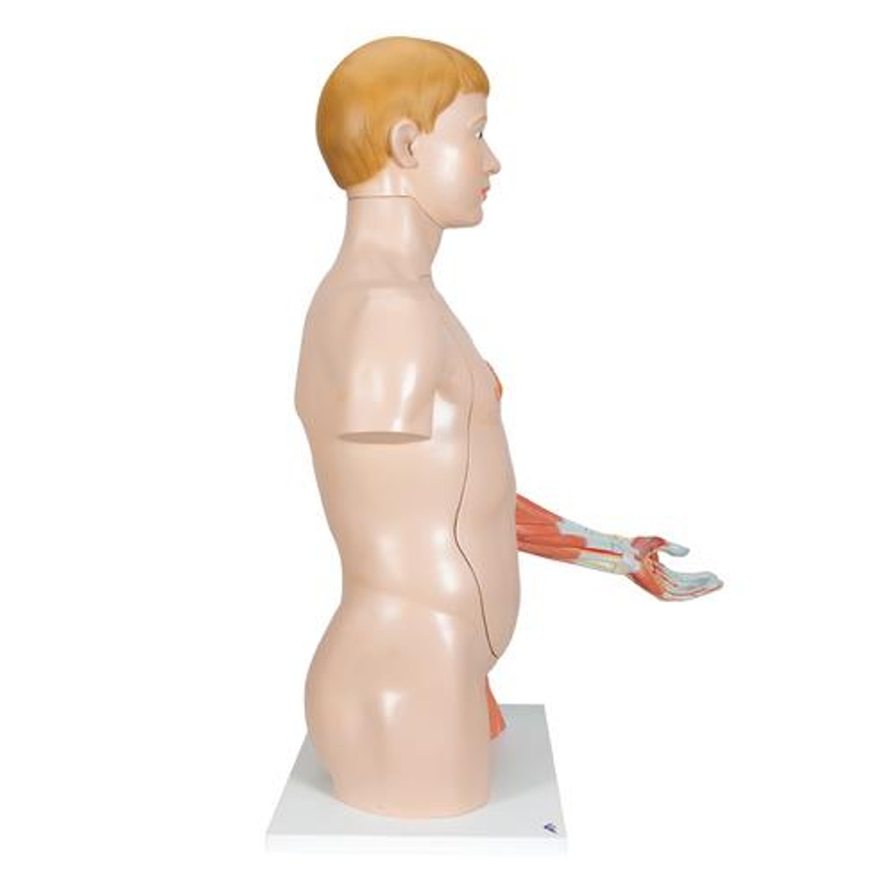 Life-Size Deluxe Human Torso Anatomy Model With Muscles - Right Side View