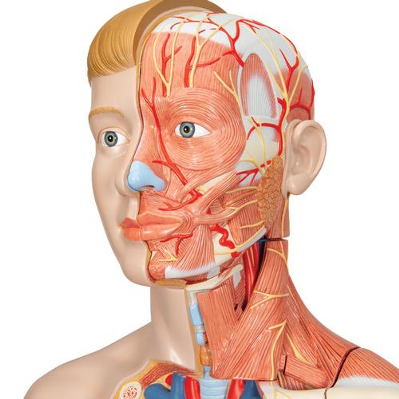 Life-Size Deluxe Human Torso Anatomy Model With Muscles - Detailed View