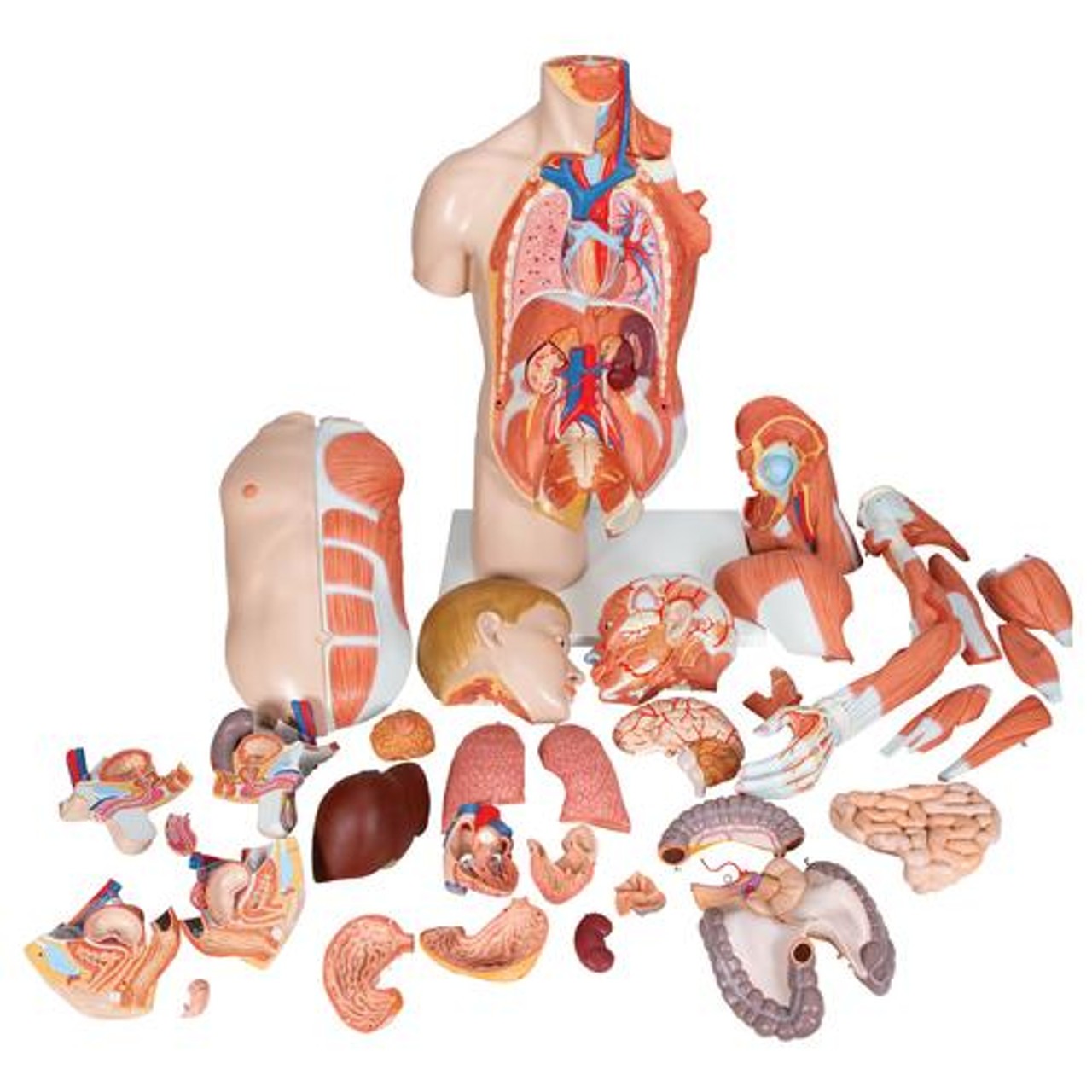 Life-Size Deluxe Human Torso Anatomy Model With Muscles - Parts View