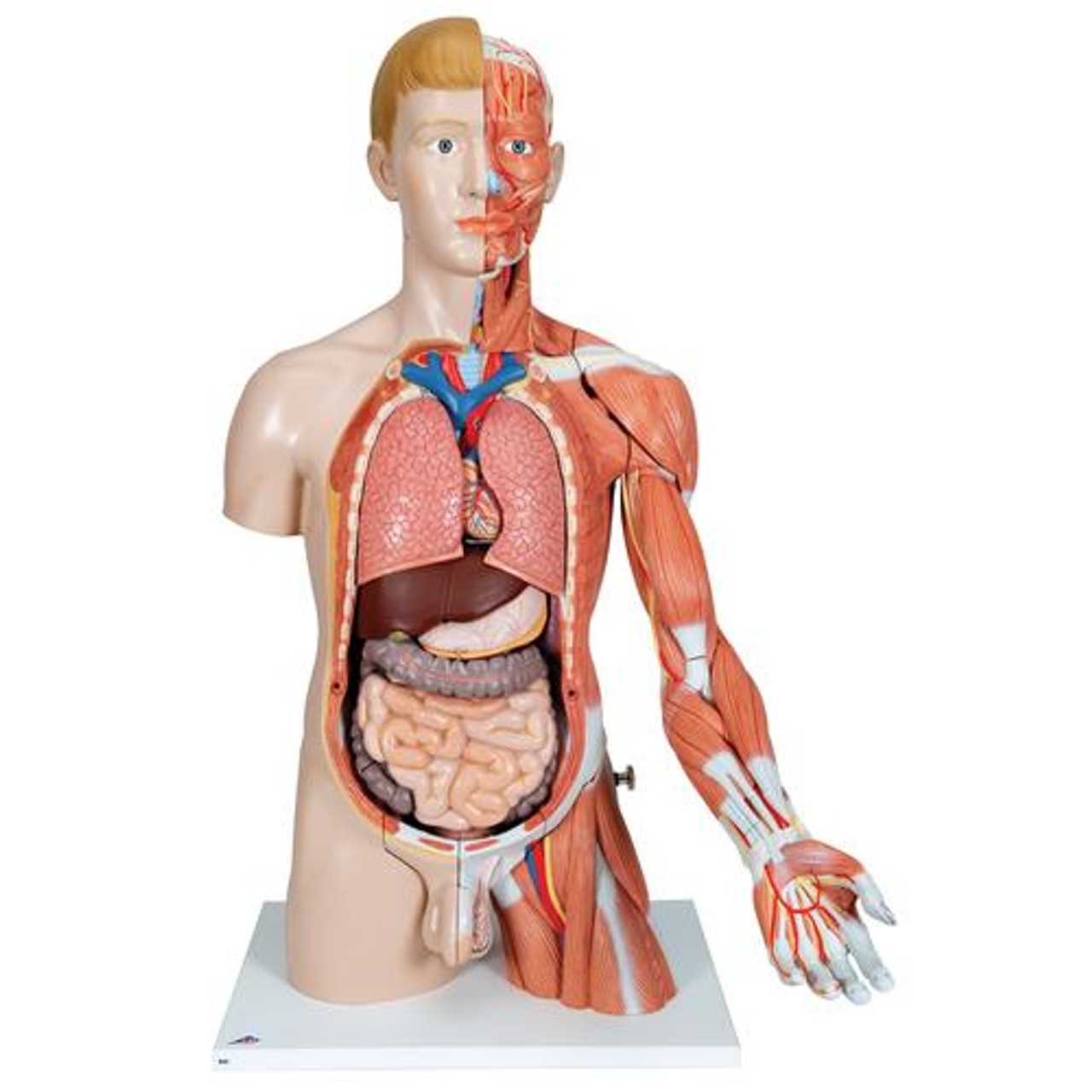 Life-Size Deluxe Human Torso Anatomy Model With Muscles