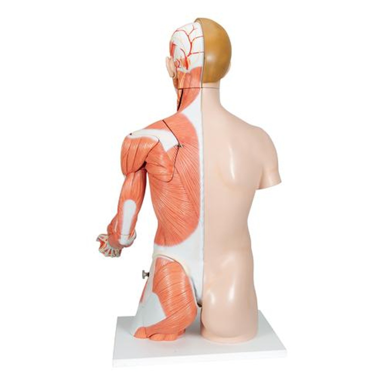 Life-Size Deluxe Human Torso Anatomy Model With Muscles - Back View