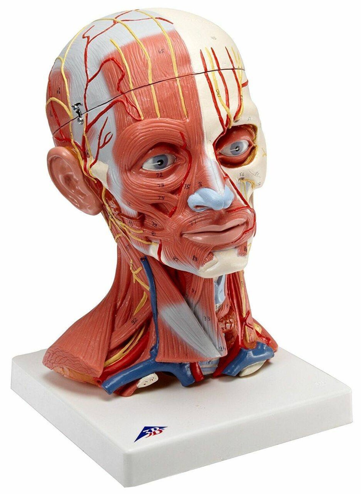 Human Head and Neck Musculature Anatomy Model