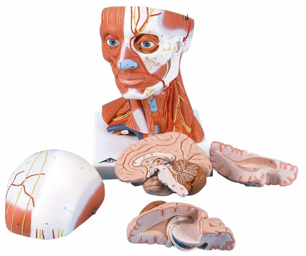 Human Head and Neck Musculature Anatomy Model