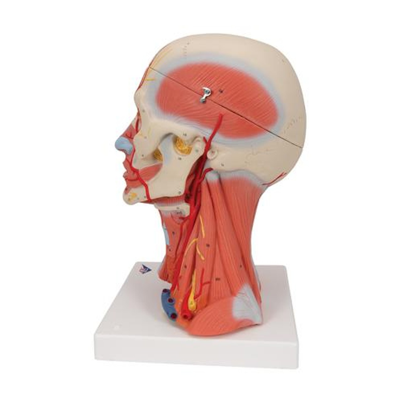 Human Head and Neck Musculature Anatomy Model - Left Side View
