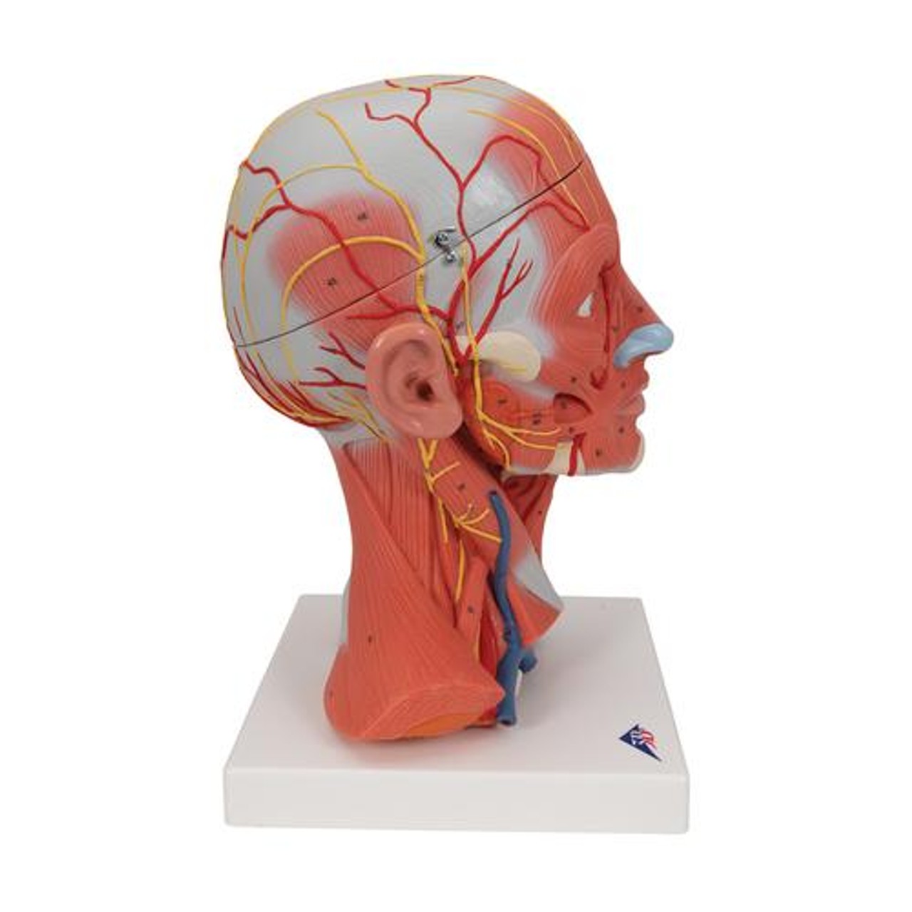 Human Head and Neck Musculature Anatomy Model - Right Side View