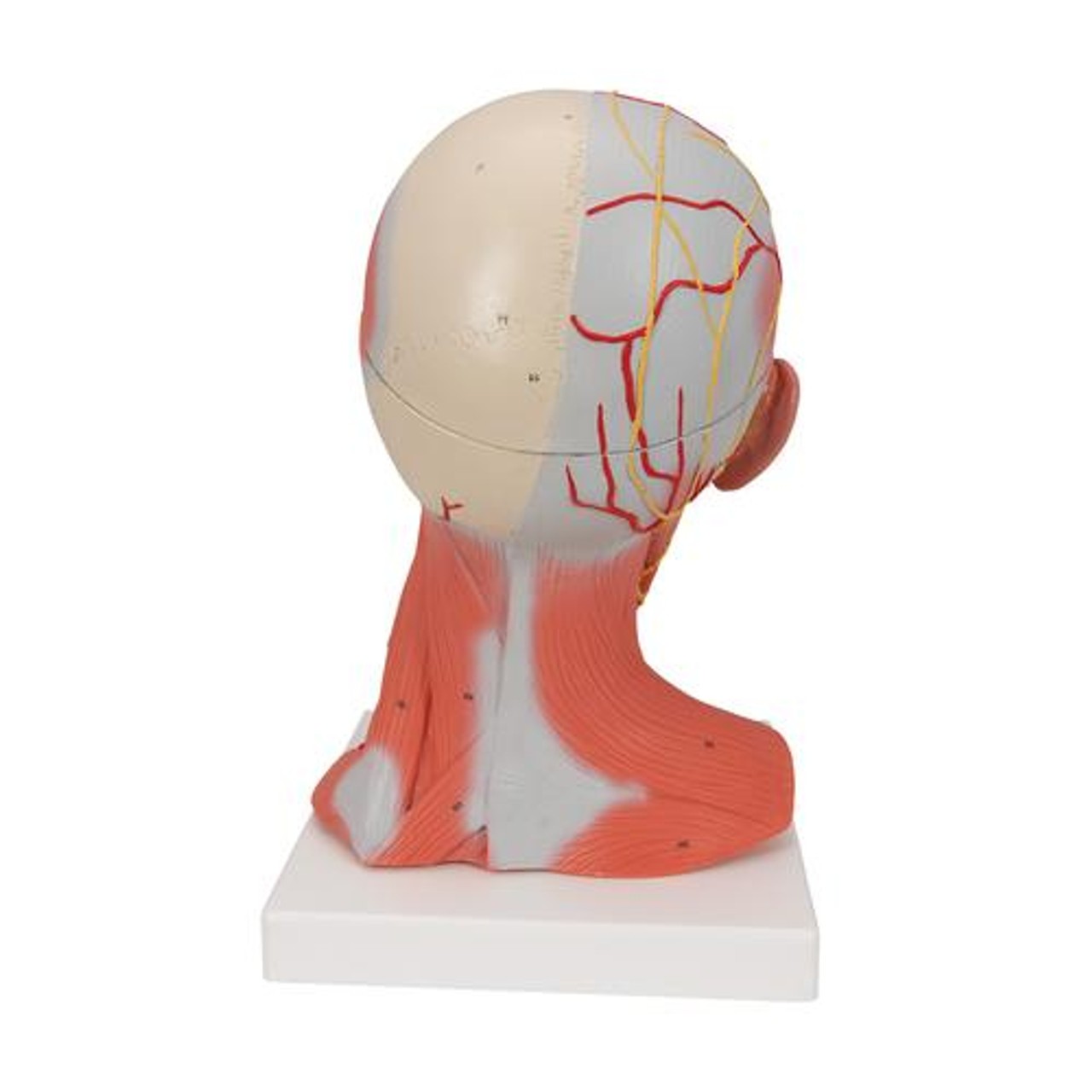 Human Head and Neck Musculature Anatomy Model - Back View