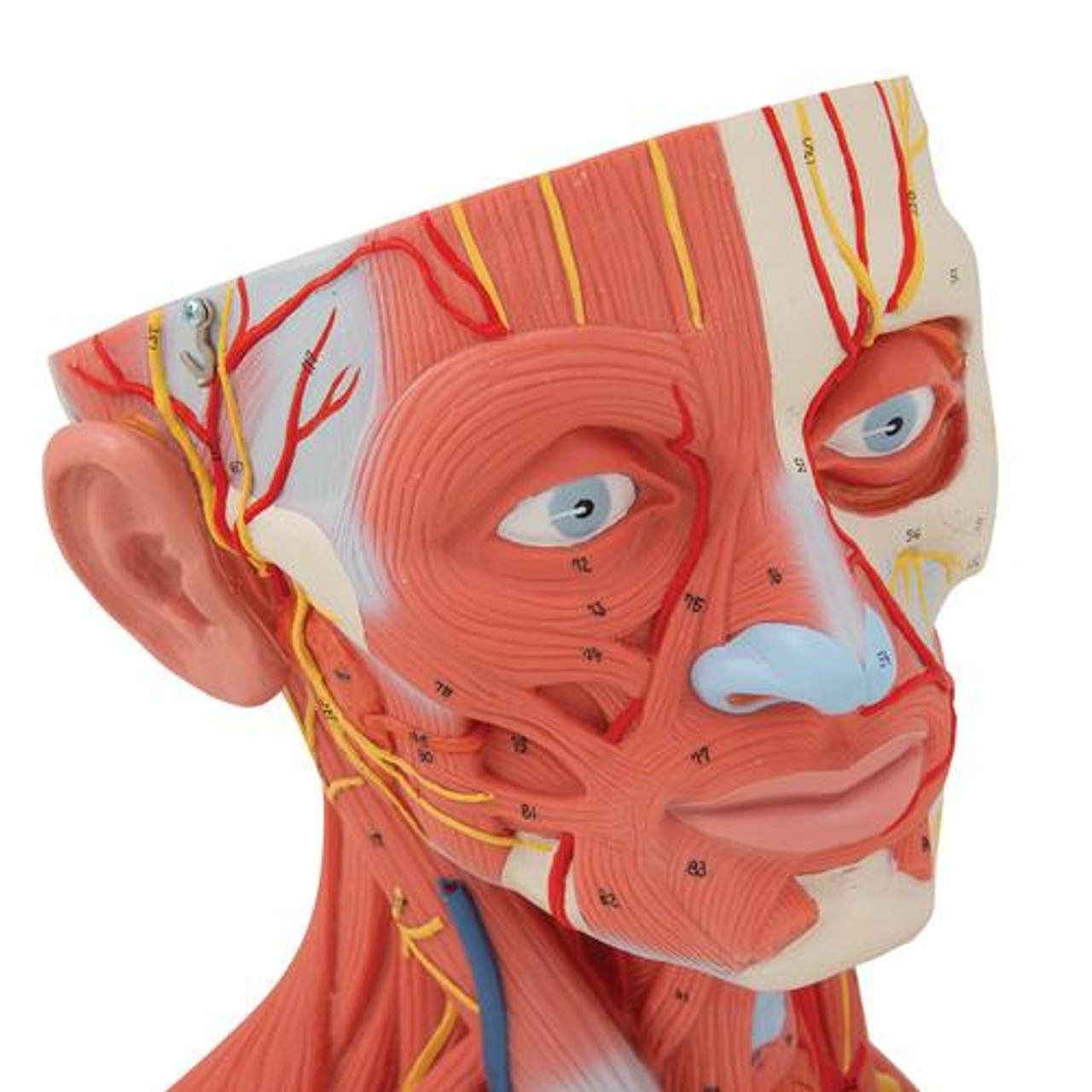 Human Head and Neck Musculature Anatomy Model - Zoom View