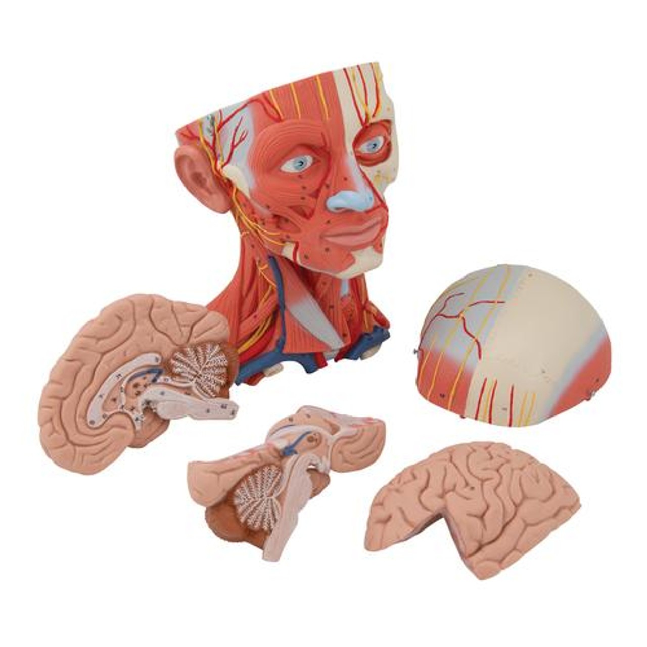 Human Head and Neck Musculature Anatomy Model - Removable Brain View