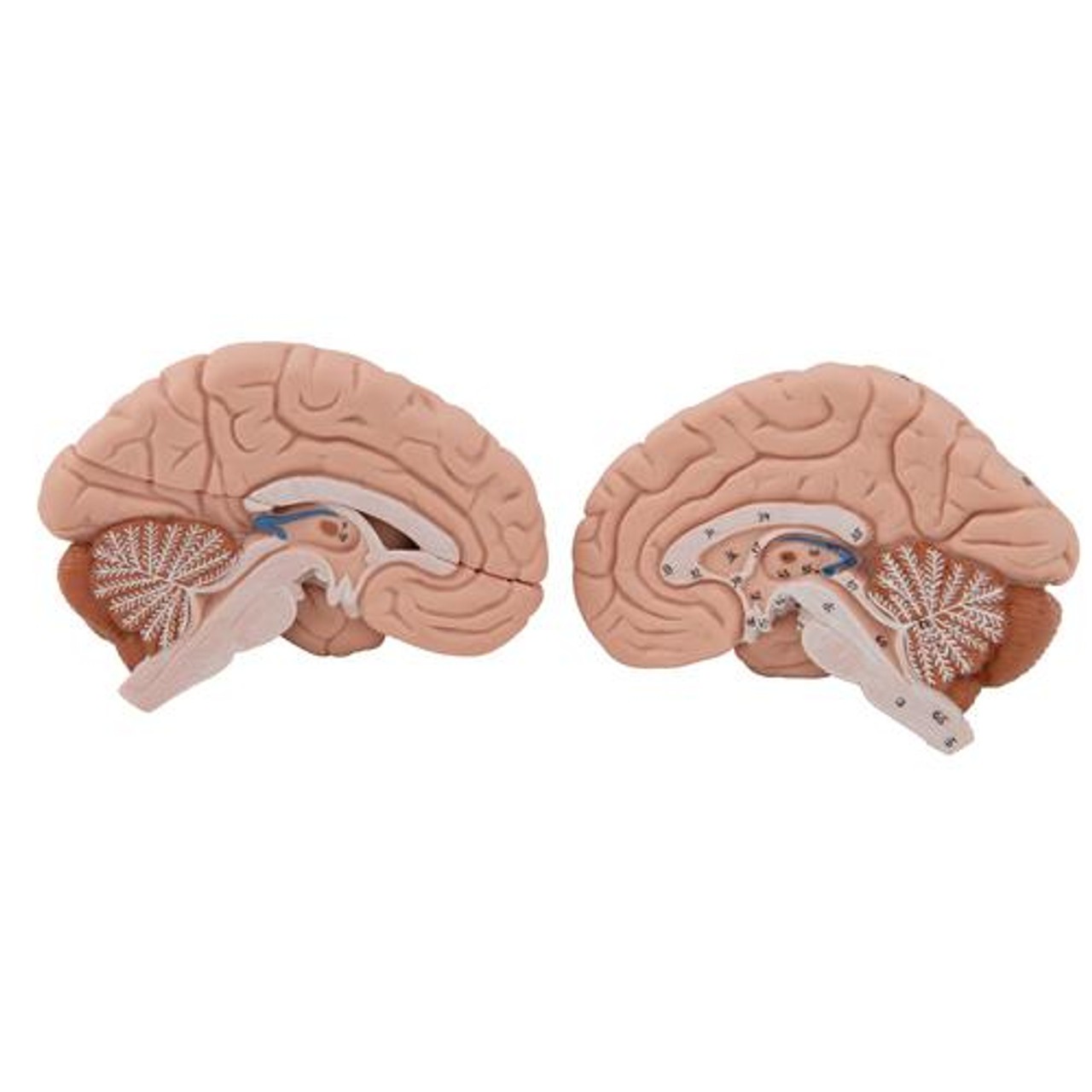Human Head and Neck Musculature Anatomy Model - Brain Parts View