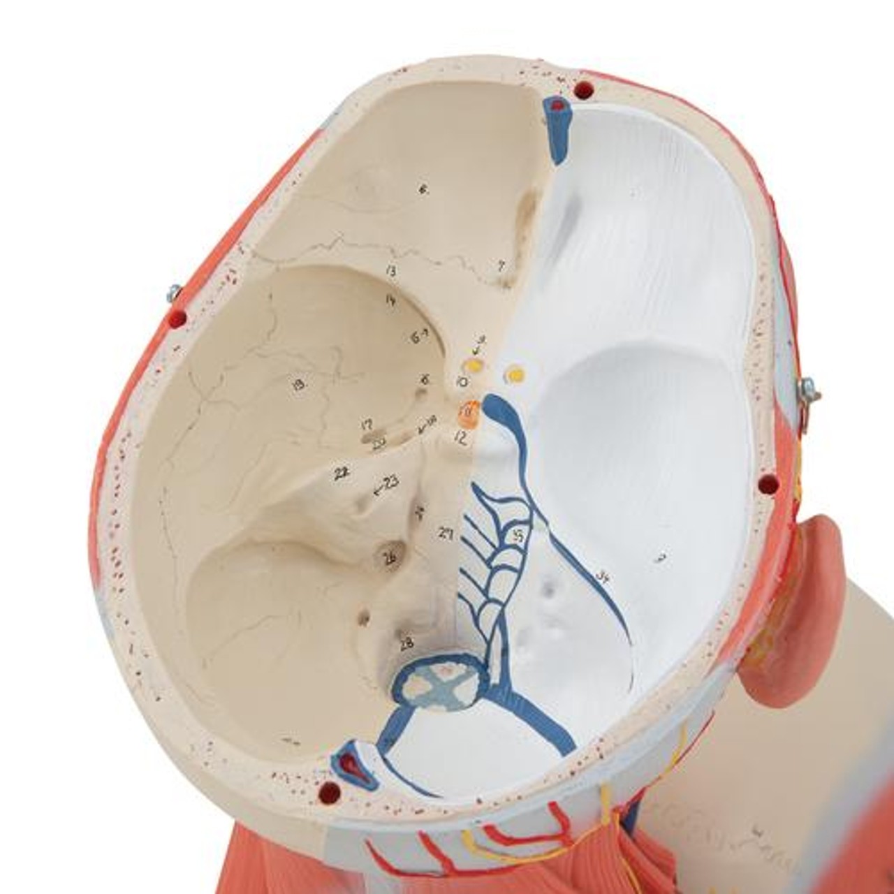 Human Head and Neck Musculature Anatomy Model - Detailed View