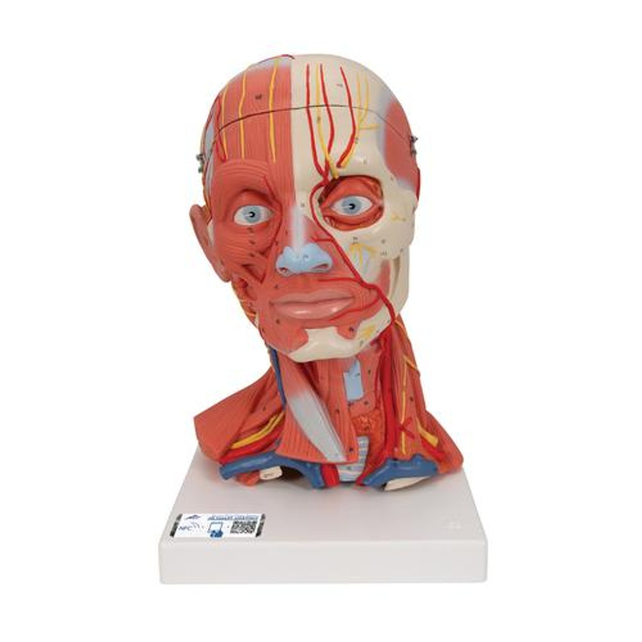 Human Head and Neck Musculature Anatomy Model