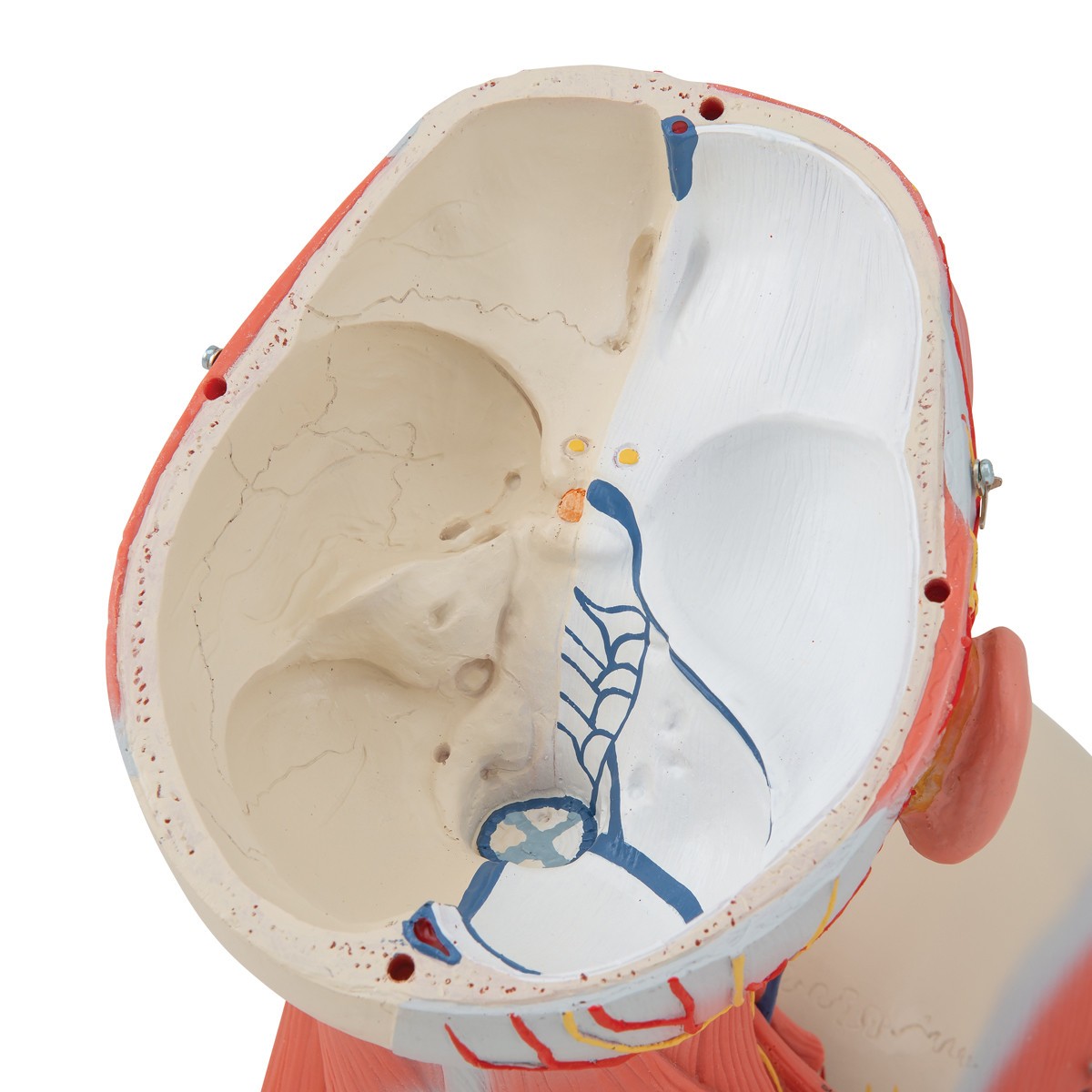 Human Head and Neck Musculature Anatomy Model - Detailed View