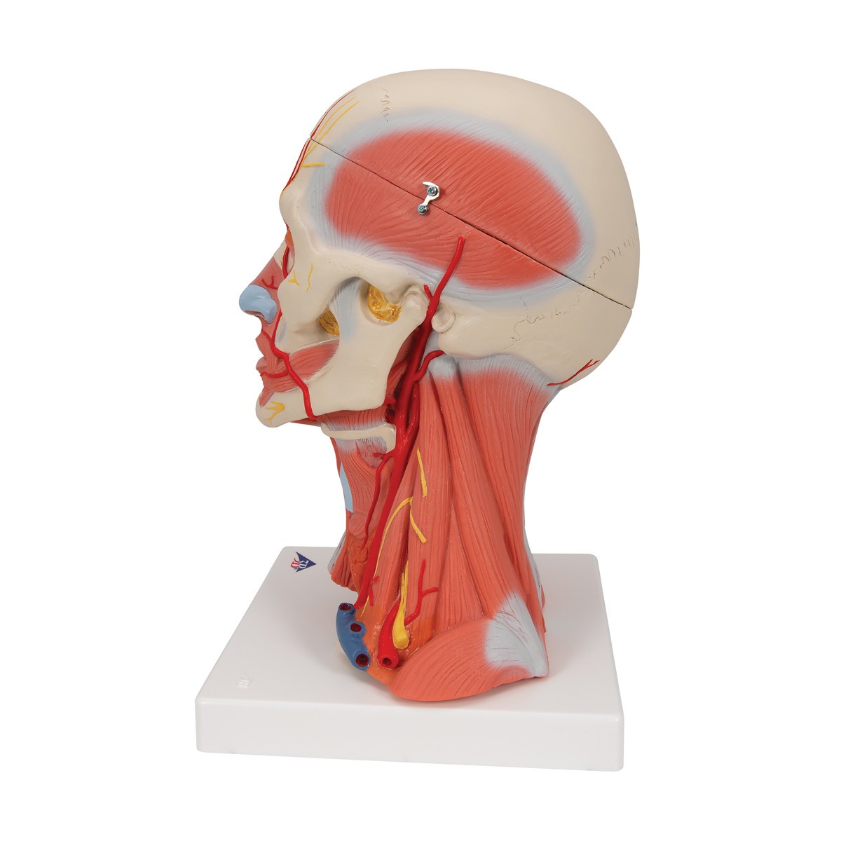Human Head and Neck Musculature Anatomy Model - Left side view