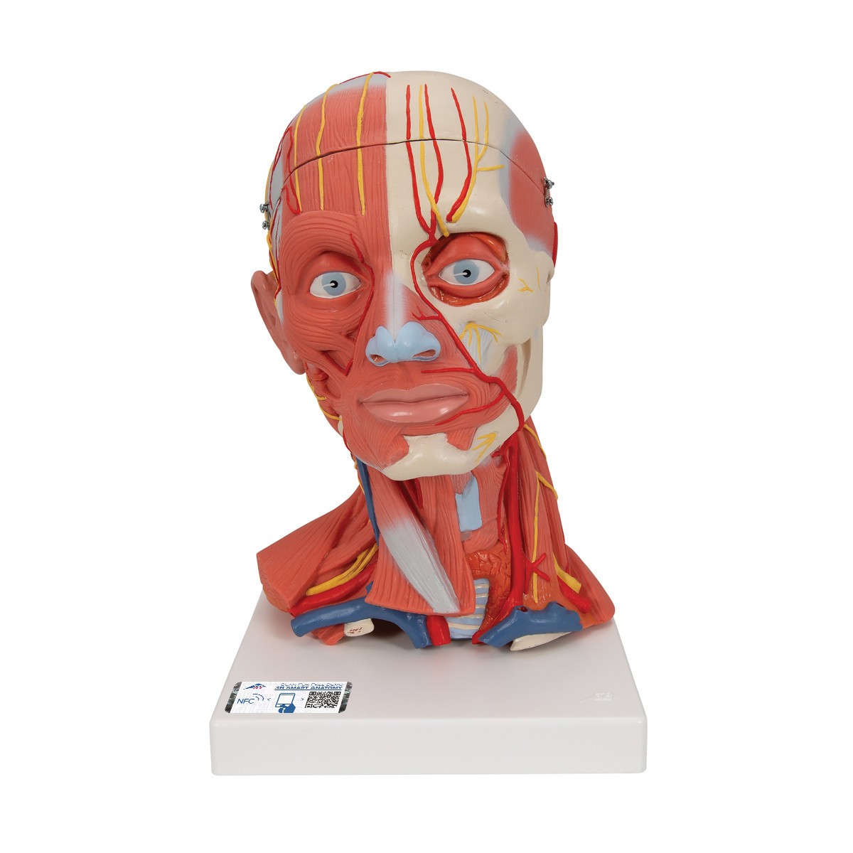 Human Head and Neck Musculature Anatomy Model