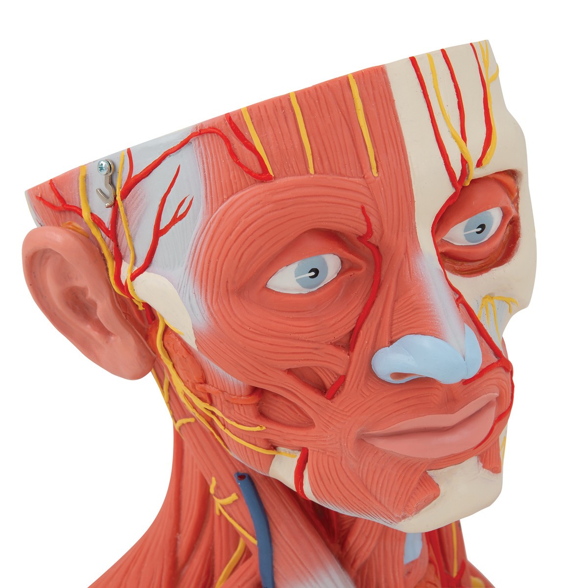 Human Head and Neck Musculature Anatomy Model - Zoom view