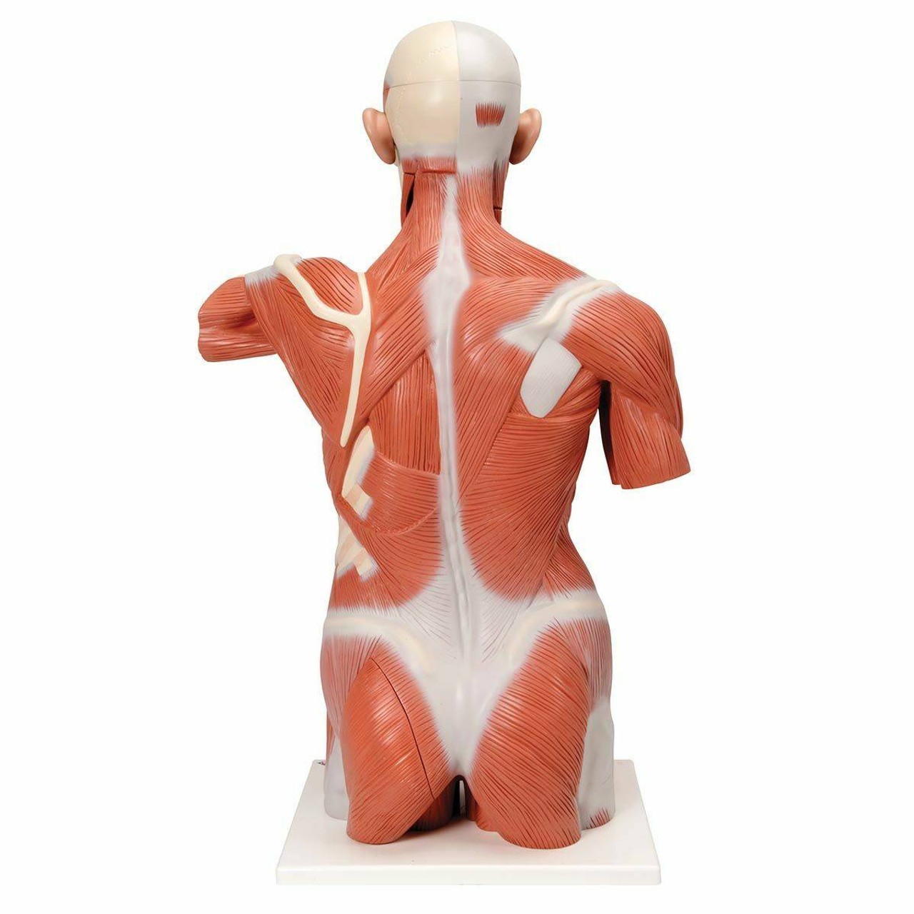 Life-Size Muscle Torso Anatomy Model 27 Parts