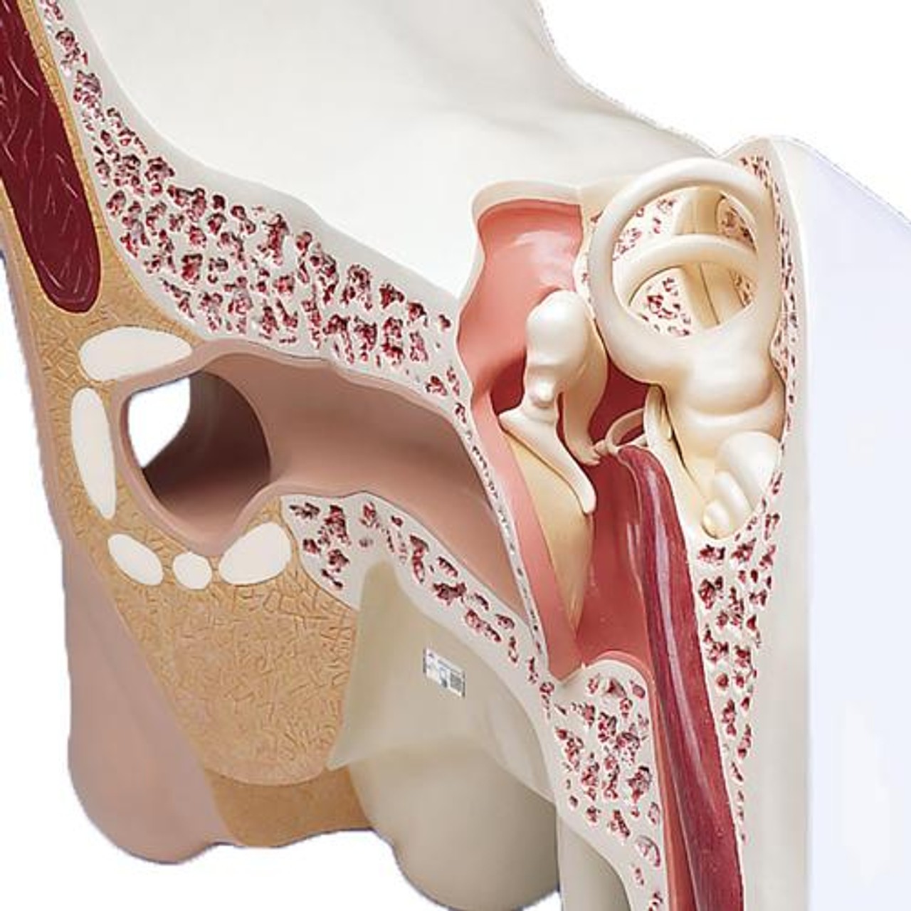 Worlds Largest Ear 3 Parts Anatomy Model