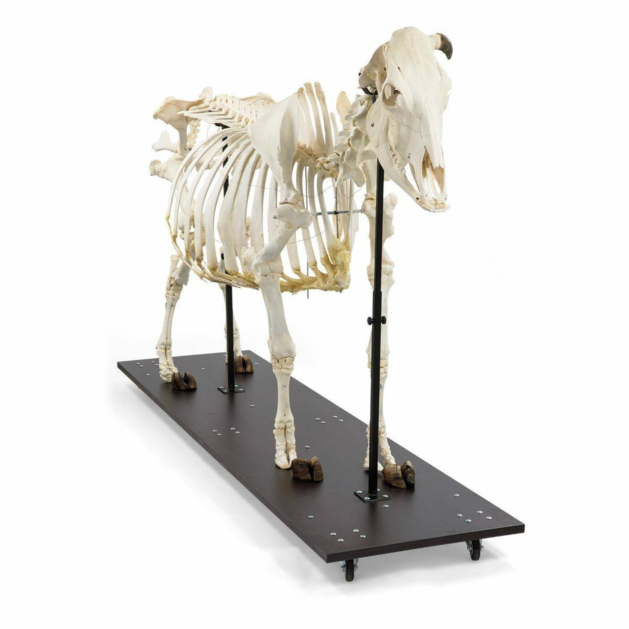 Cow Skeleton Anatomy Model On Wood Base
