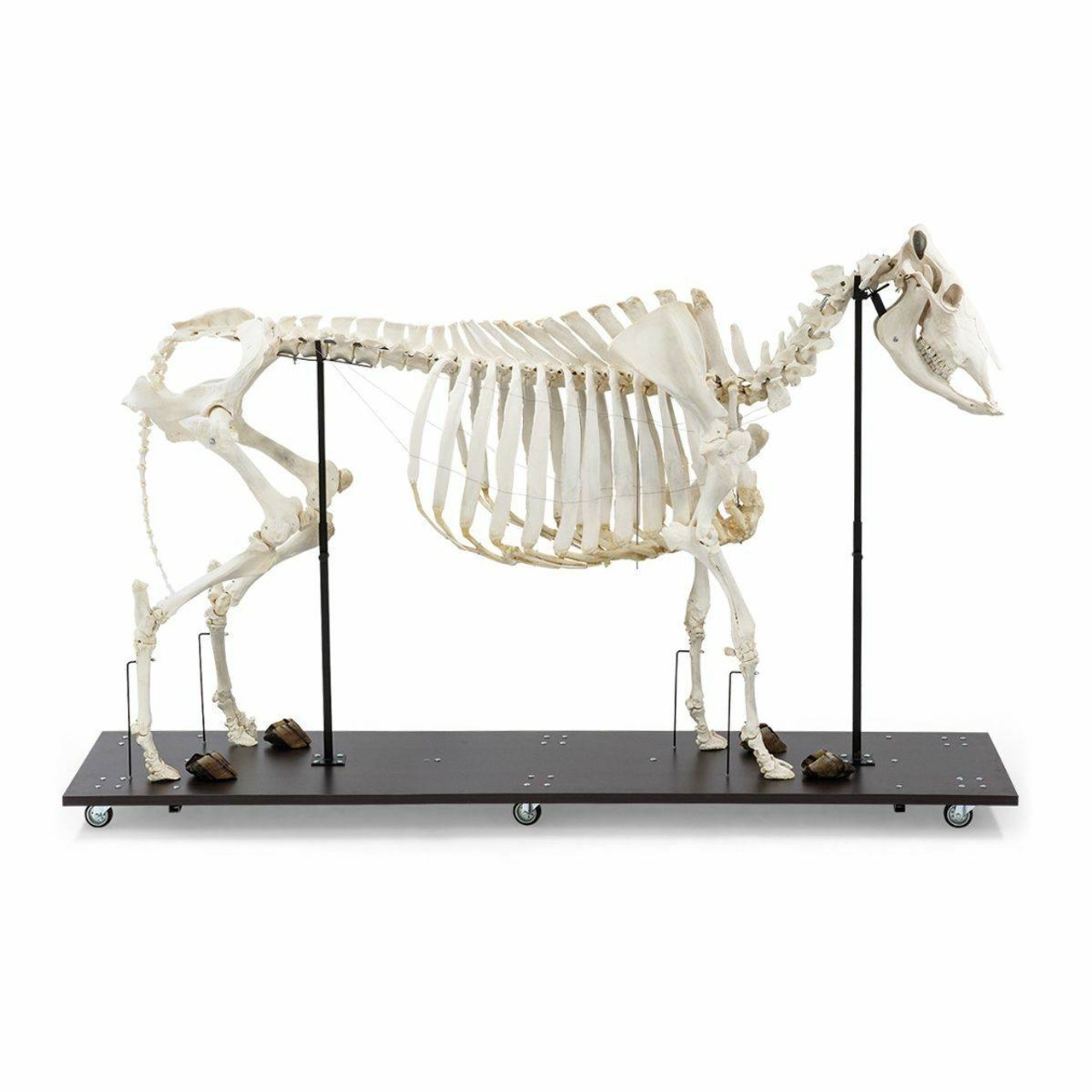 Cow Skeleton Anatomy Model On Wood Base