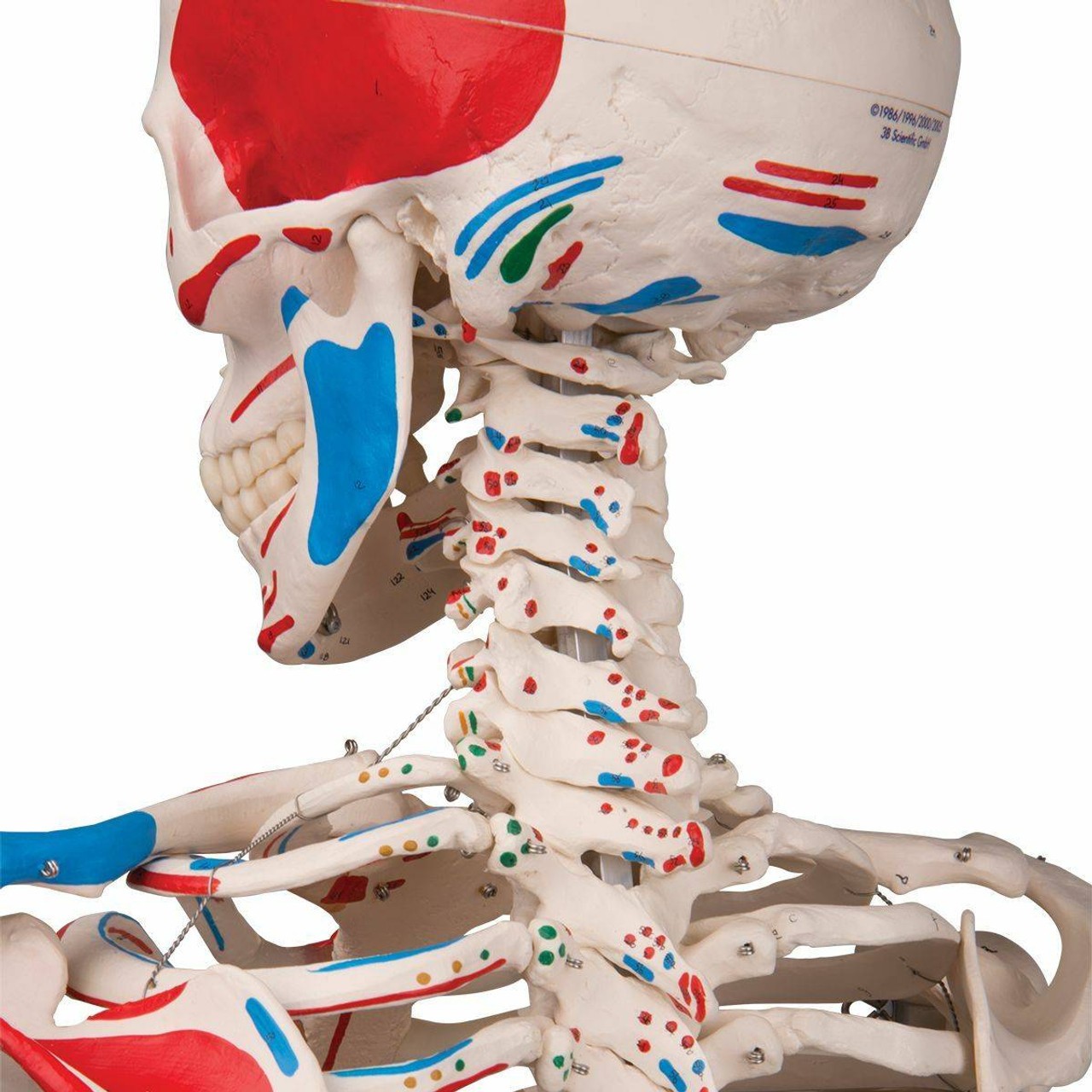 Max The Muscle Skeleton Anatomy Model
