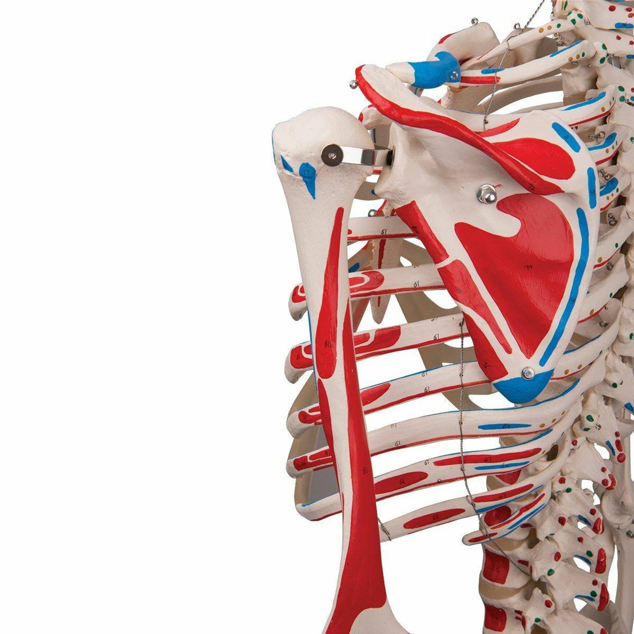Max The Muscle Skeleton Anatomy Model