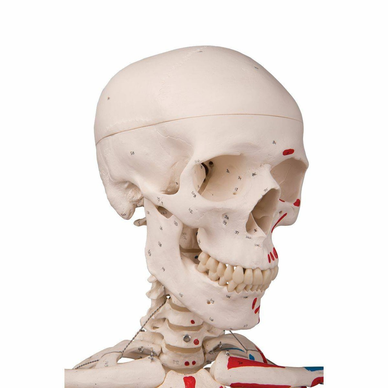 Max The Muscle Skeleton Anatomy Model