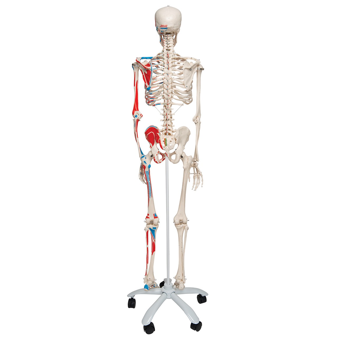Max The Muscle Skeleton Anatomy Model rear view
