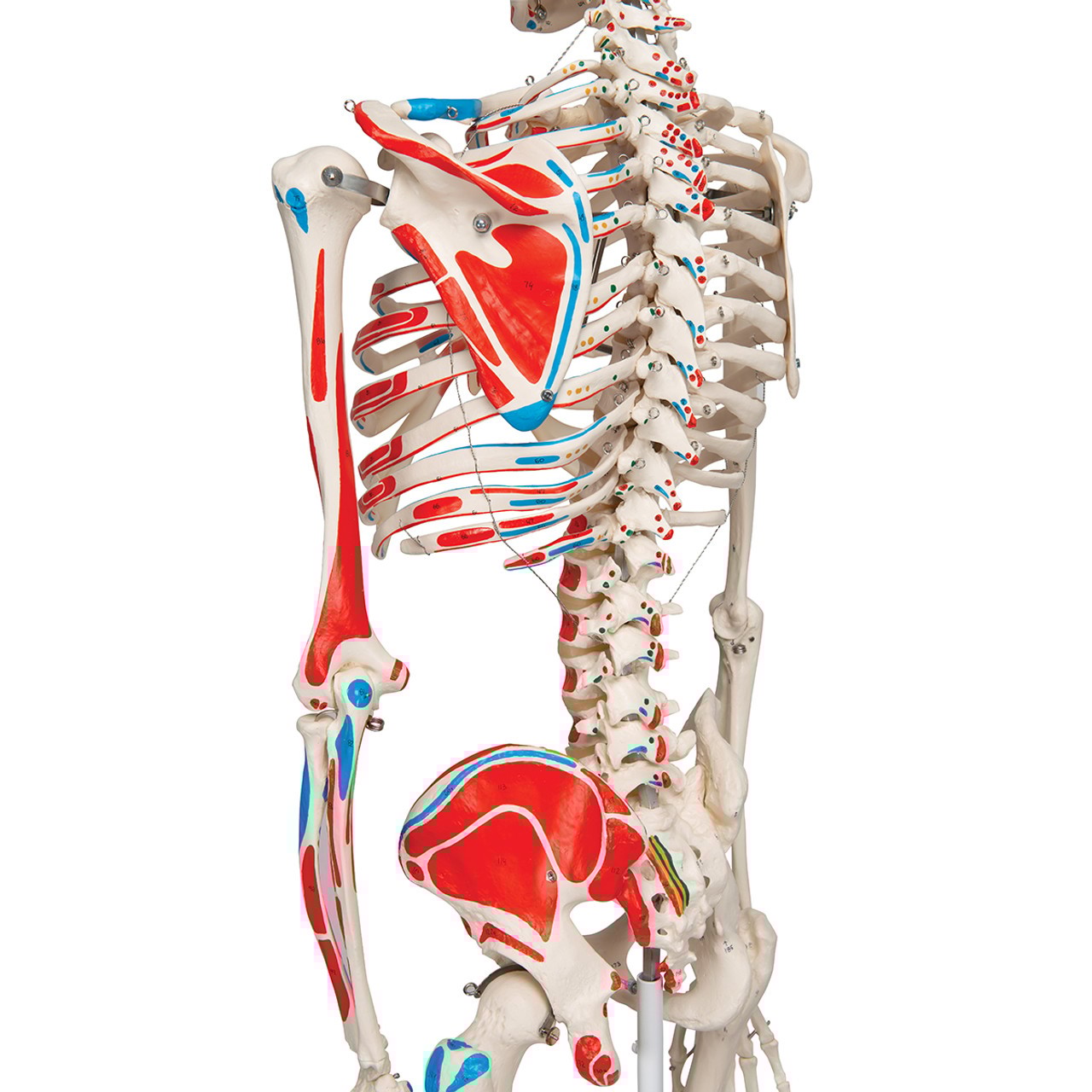 Max The Muscle Skeleton Anatomy Model rear view from side