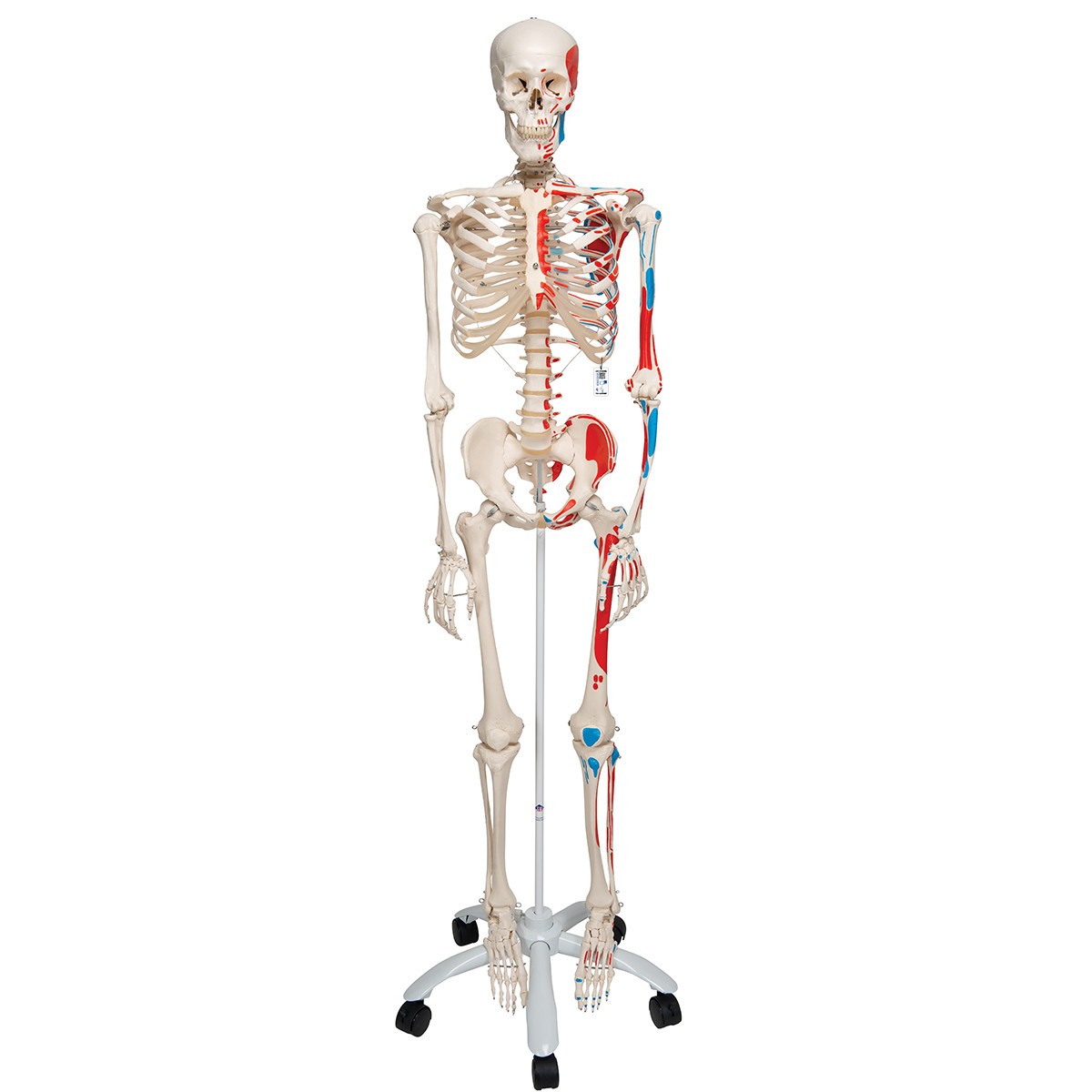 Max The Muscle Skeleton Anatomy Model