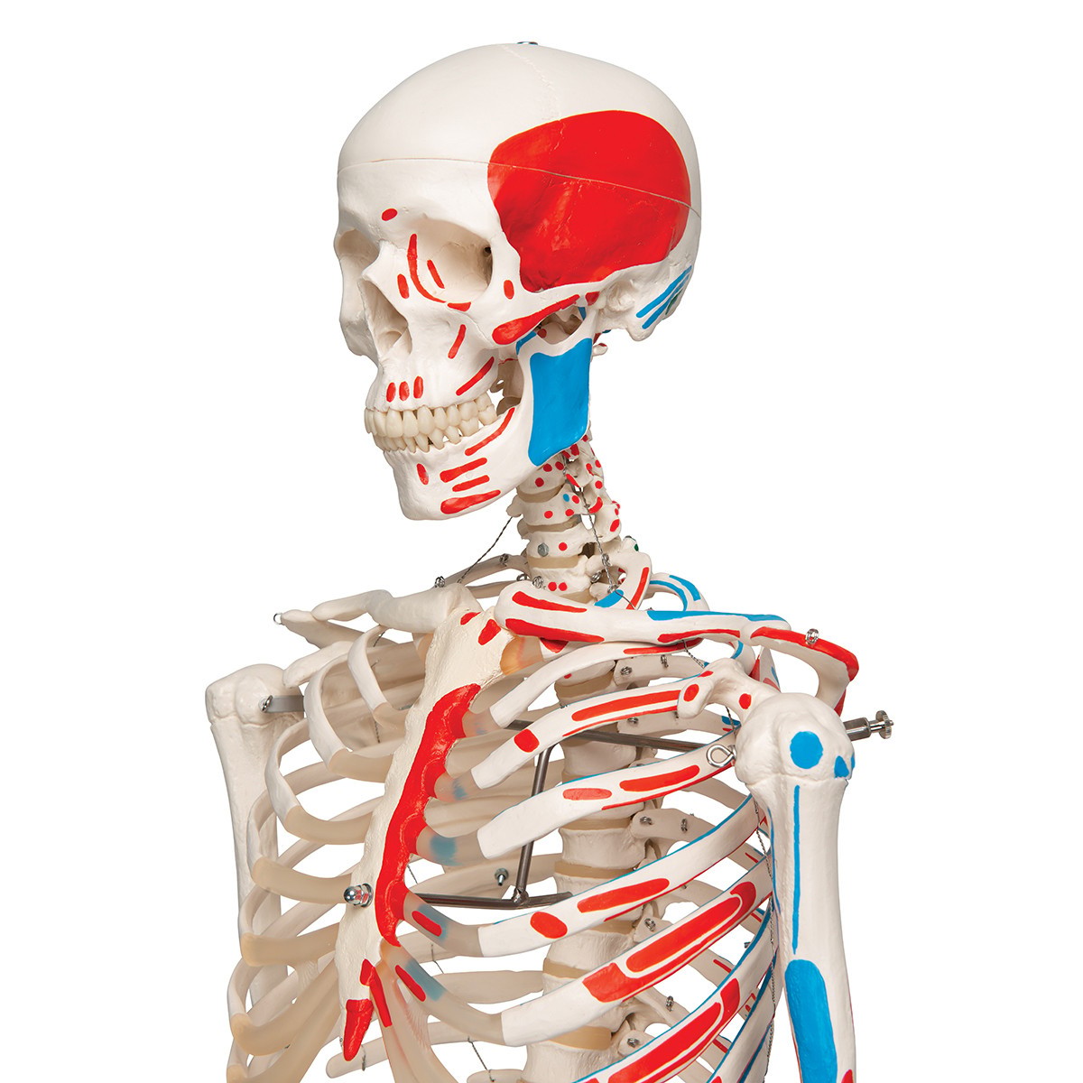 Max The Muscle Skeleton Anatomy Model - torso view from side angle
