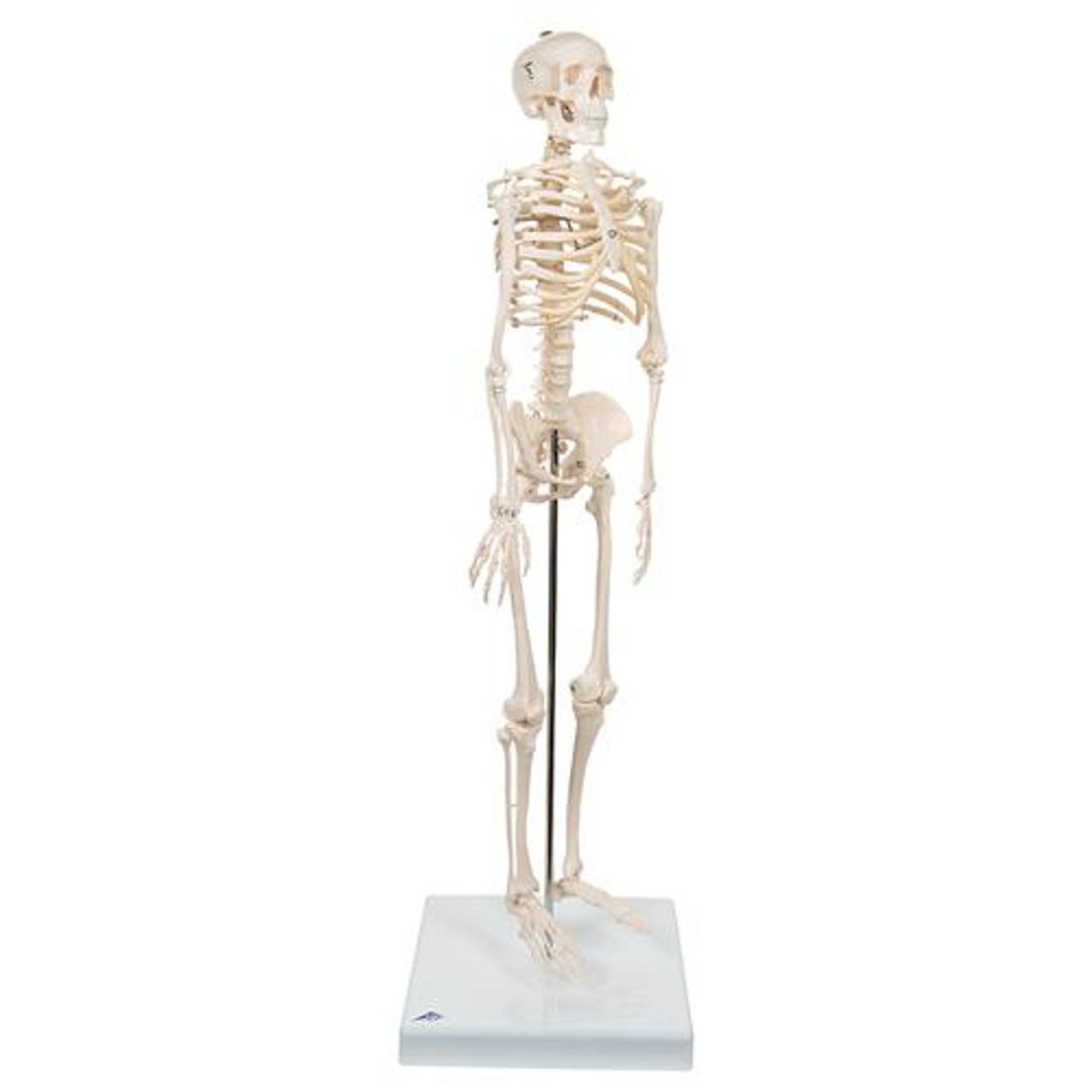 Mini Human Skeleton Anatomy Model