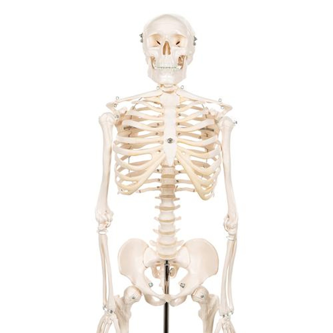 Mini Human Skeleton Anatomy Model