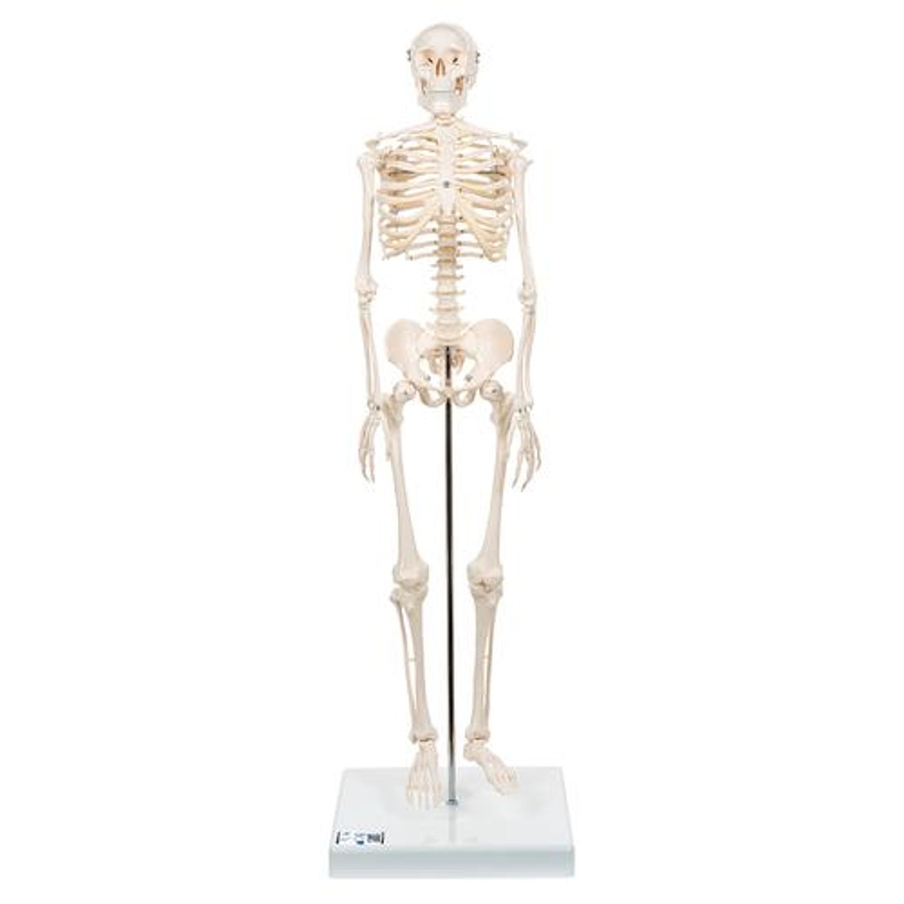 Mini Human Skeleton Anatomy Model