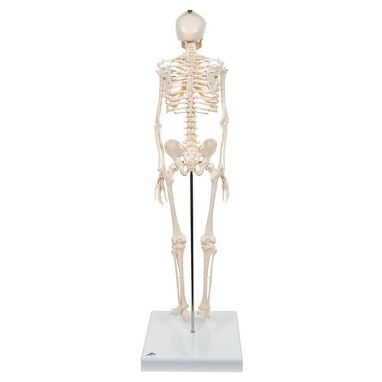 Mini Human Skeleton Anatomy Model