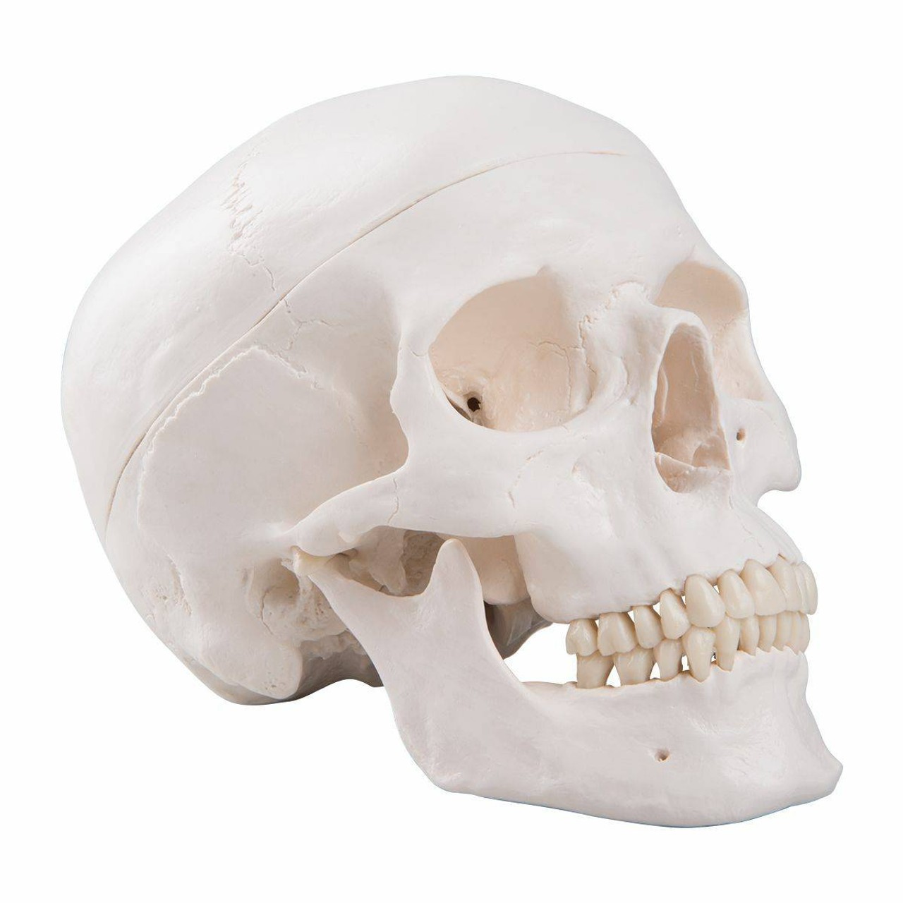 Classic Human Skull Anatomy Model 3 Parts