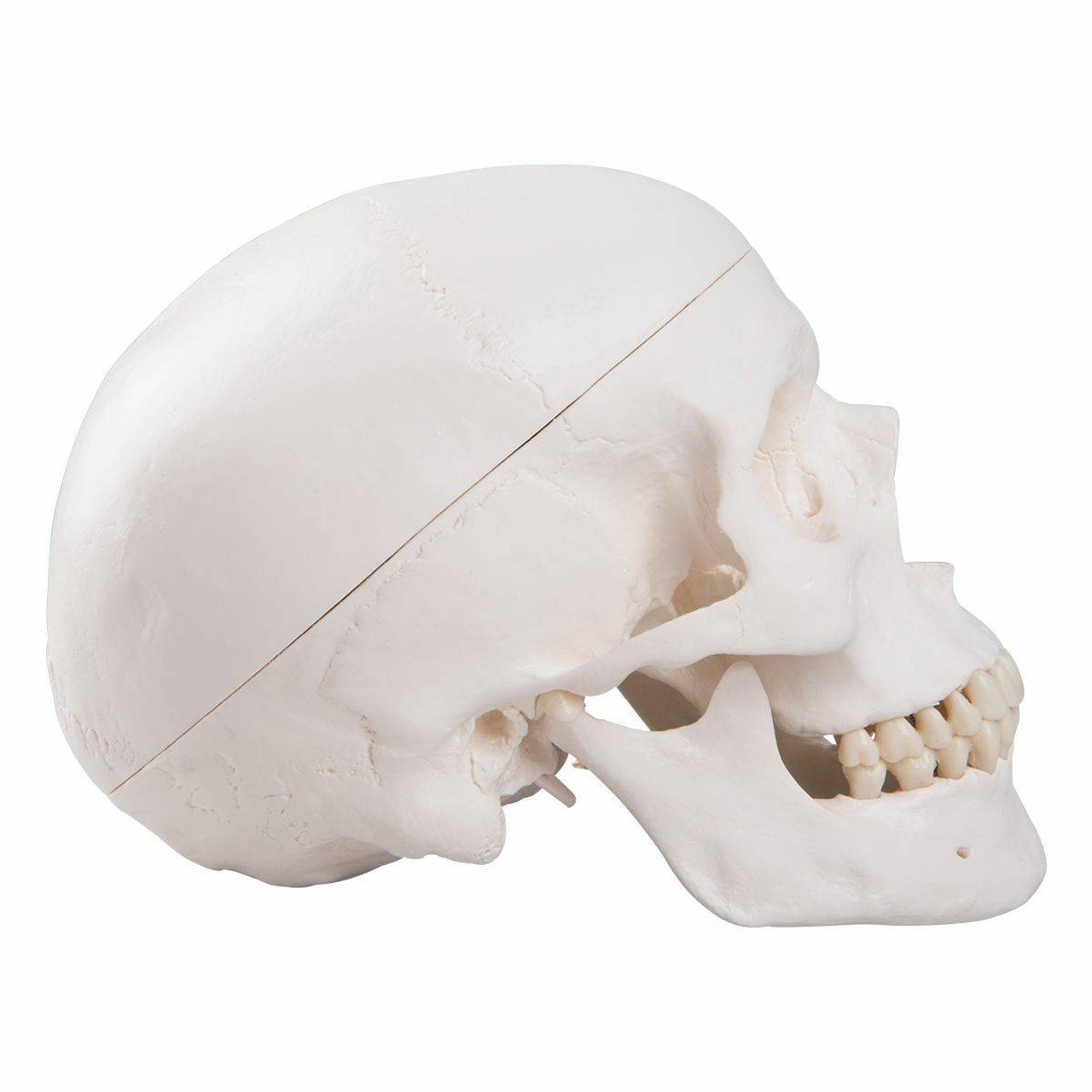 Classic Human Skull Anatomy Model 3 Parts