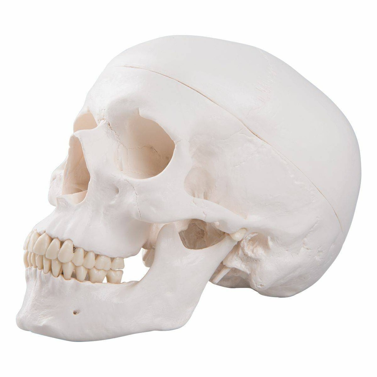 Classic Human Skull Anatomy Model 3 Parts