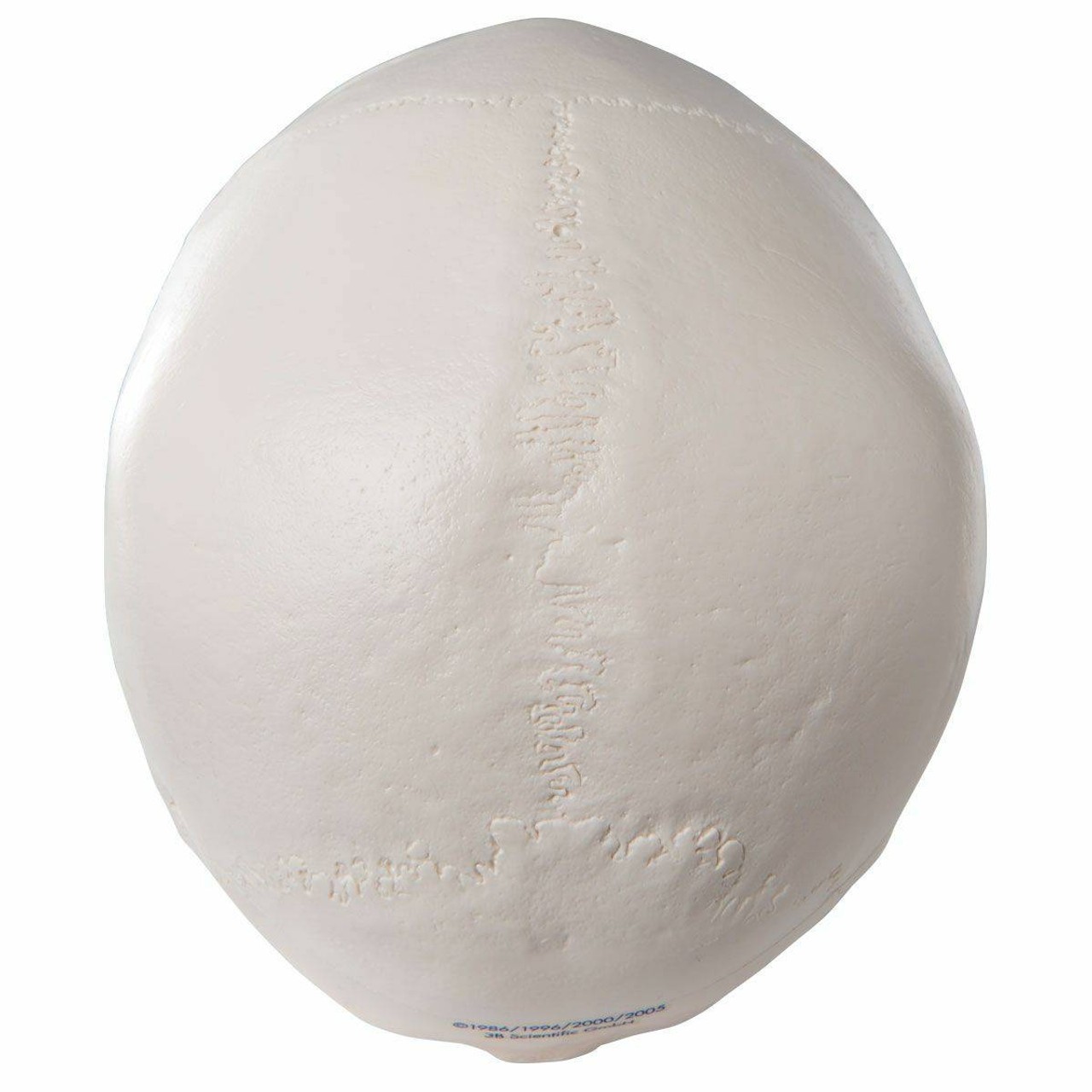 Classic Human Skull Anatomy Model 3 Parts