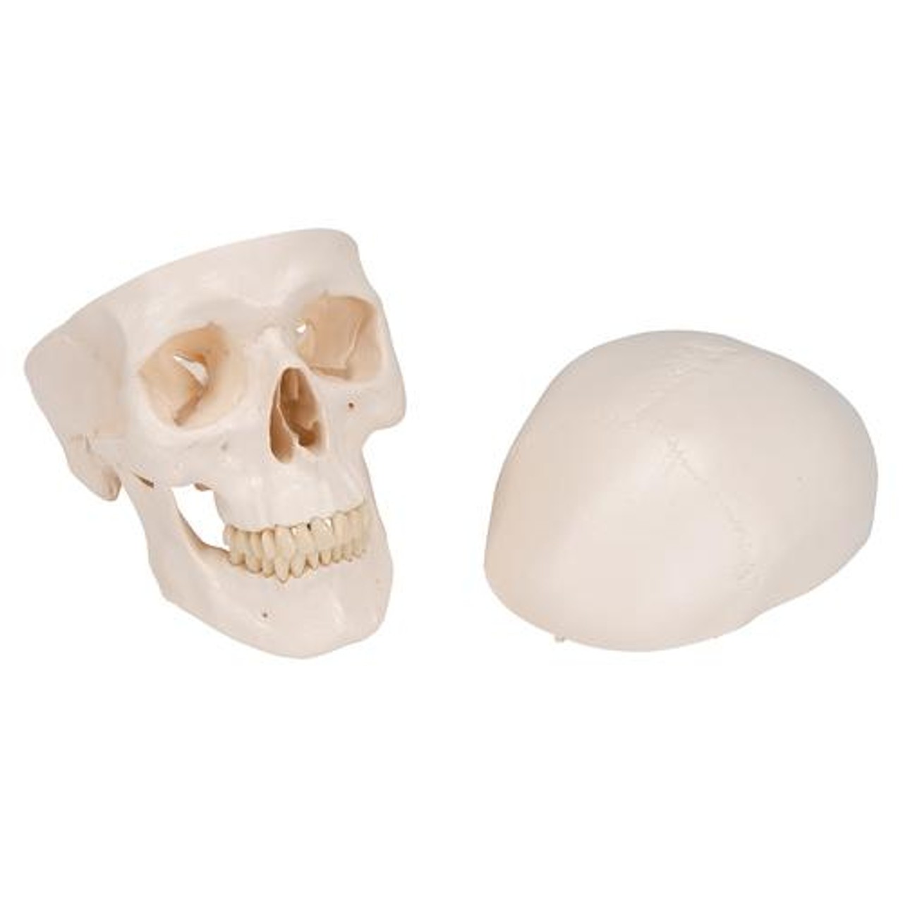 Classic Human Skull Anatomy Model 3 Parts