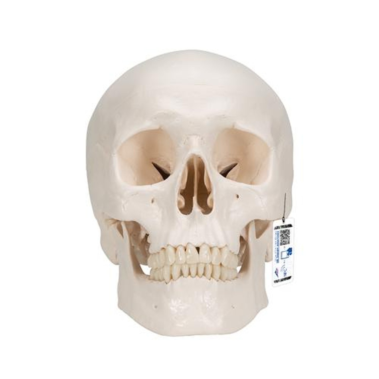 Classic Human Skull Anatomy Model 3 Parts