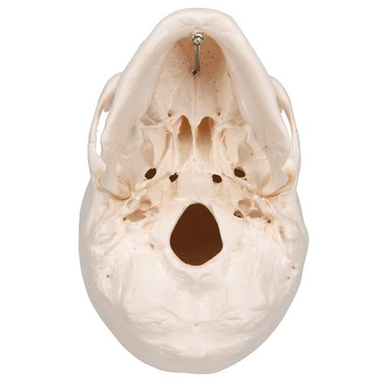 Classic Human Skull Anatomy Model 3 Parts